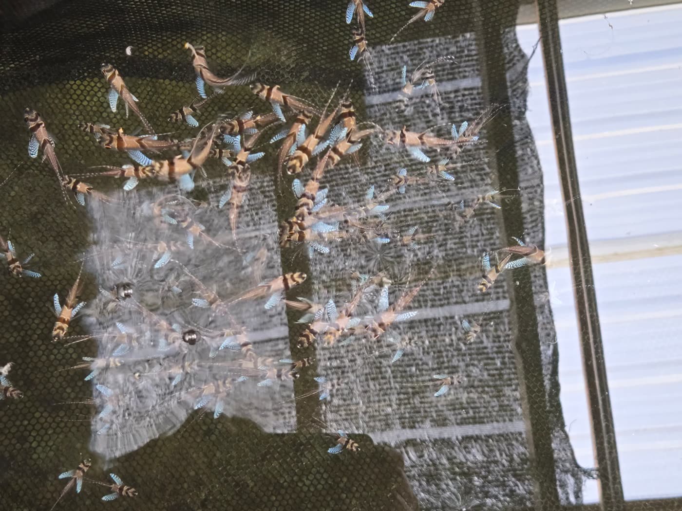 Young Banggai cardinalfish in net tanks