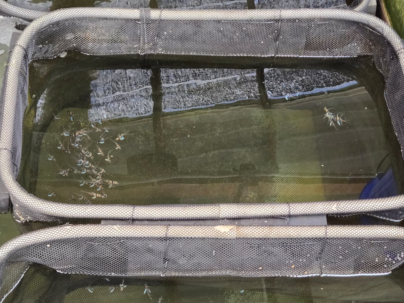 Net tanks with young Banggai cardinalfish