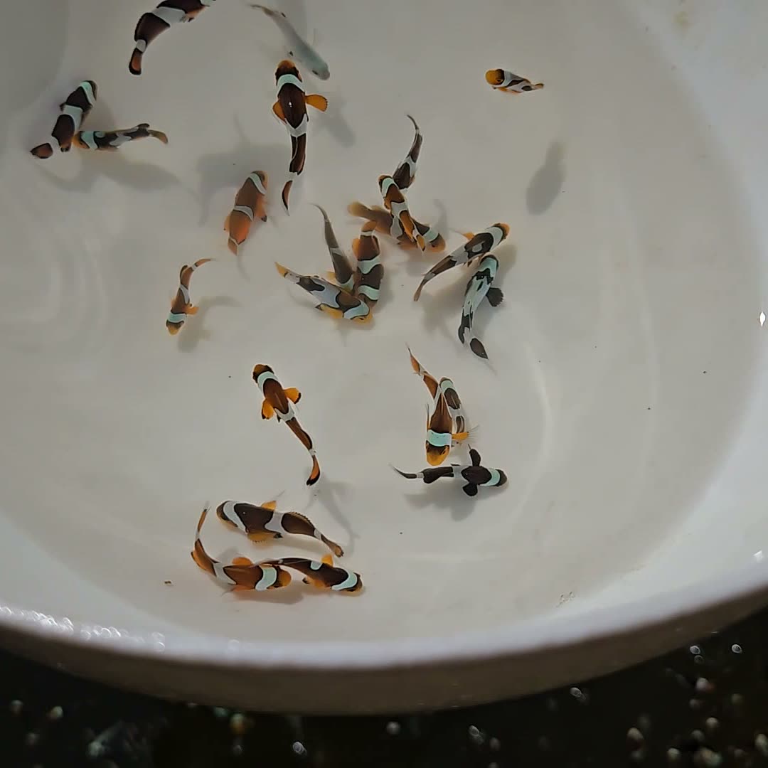 Juvenile clownfish