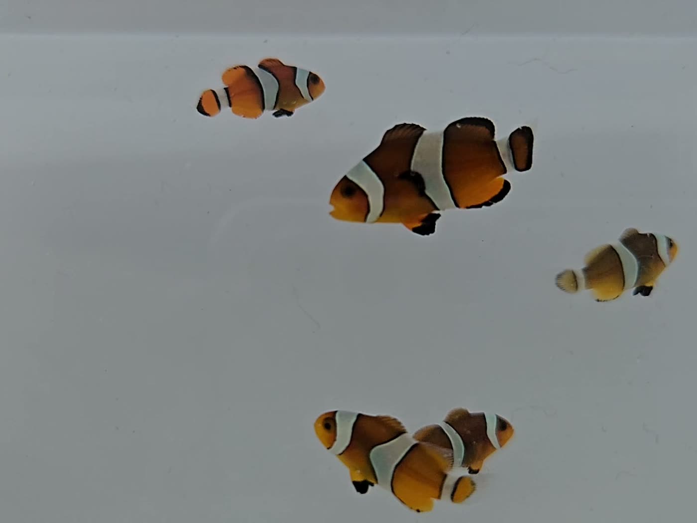 Ocellaris clownfish