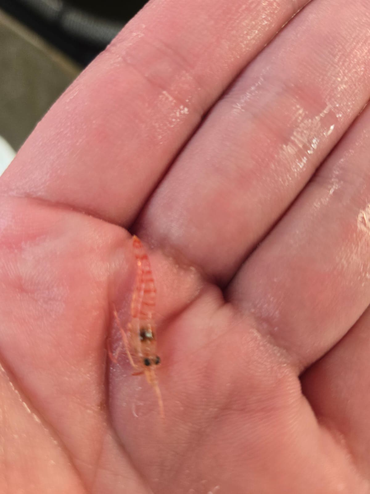 Captive-bred peppermint shrimp