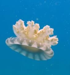Upside-down jellyfish