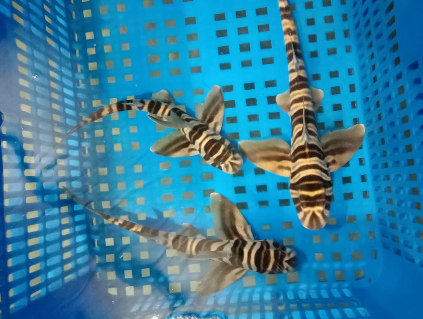 Young zebra bullhead sharks