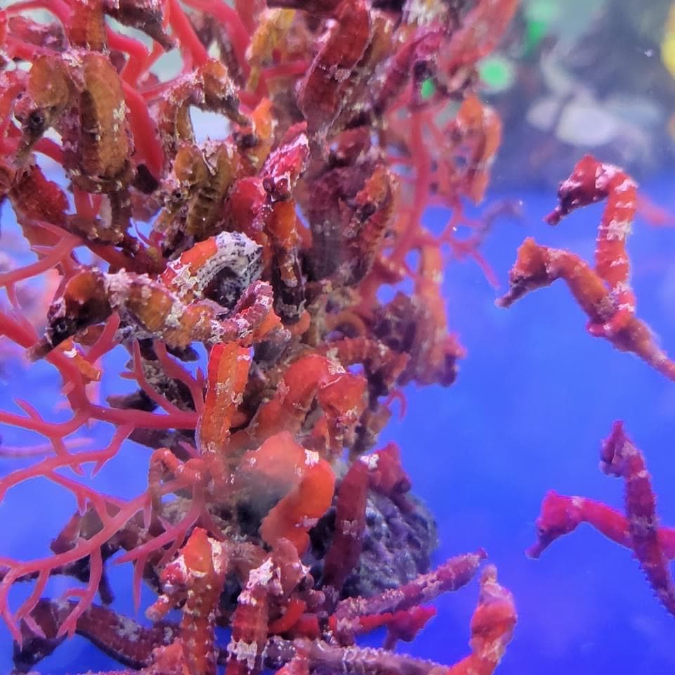 Red lined seahorses
