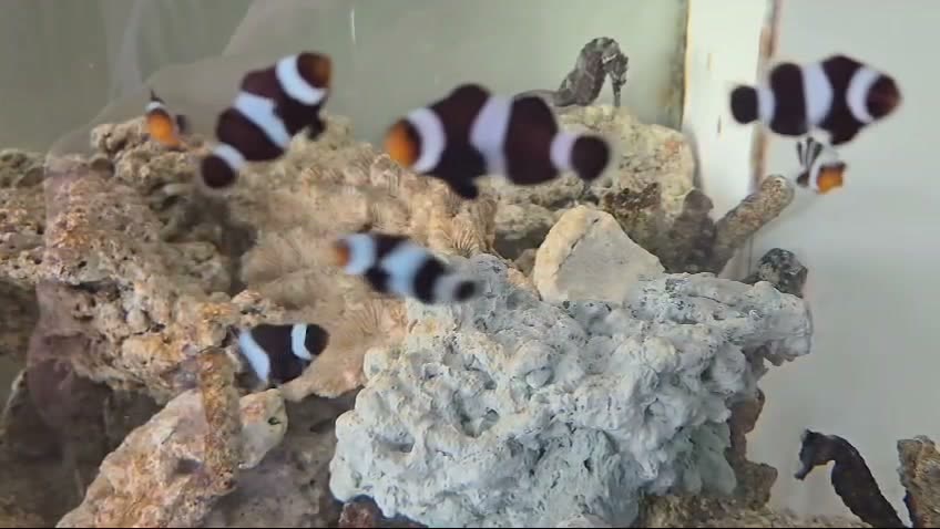 Black ocellaris clownfish in an aquarium