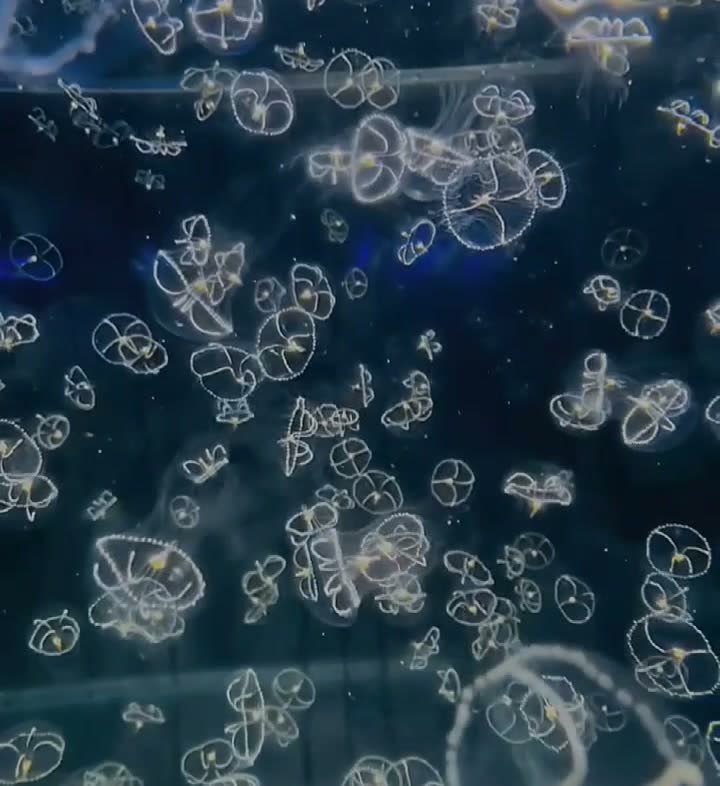 Crystal jellyfish tank