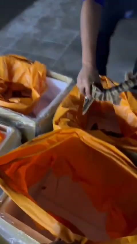 Packing sharks in insulated boxes