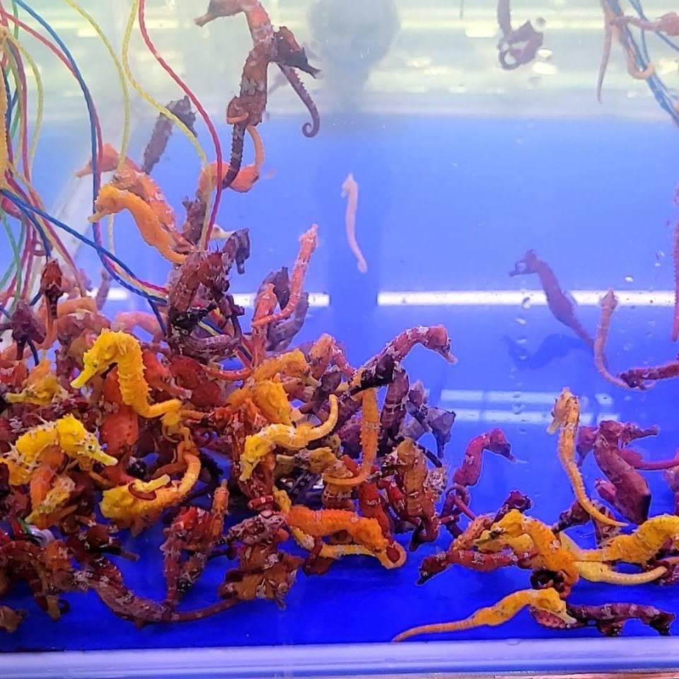 Lined seahorses