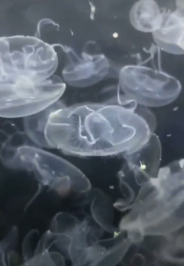 Moon jellyfish