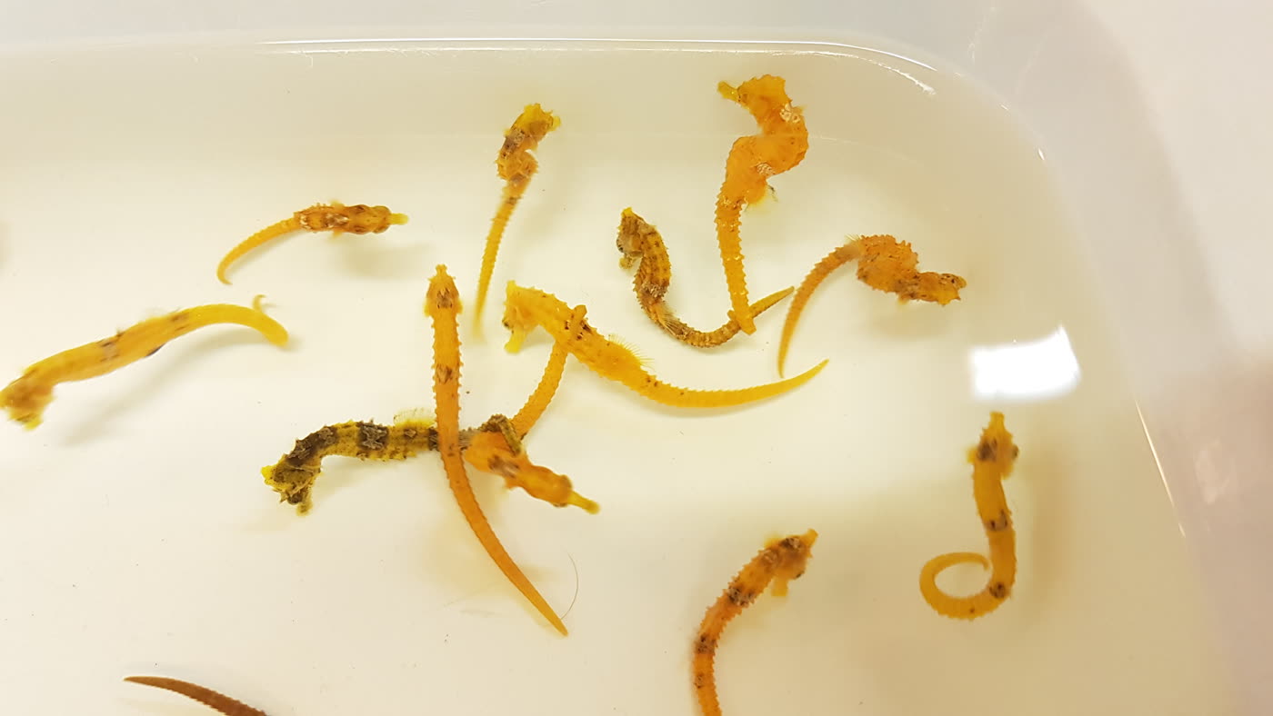 Yellow lined seahorses