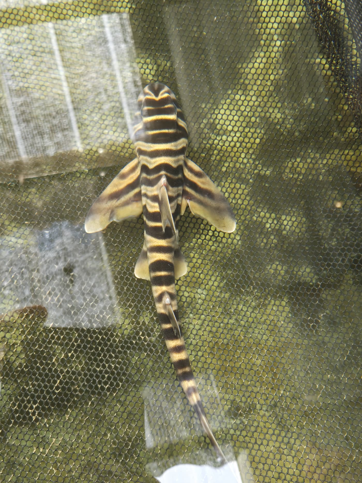 Zebra bullhead shark