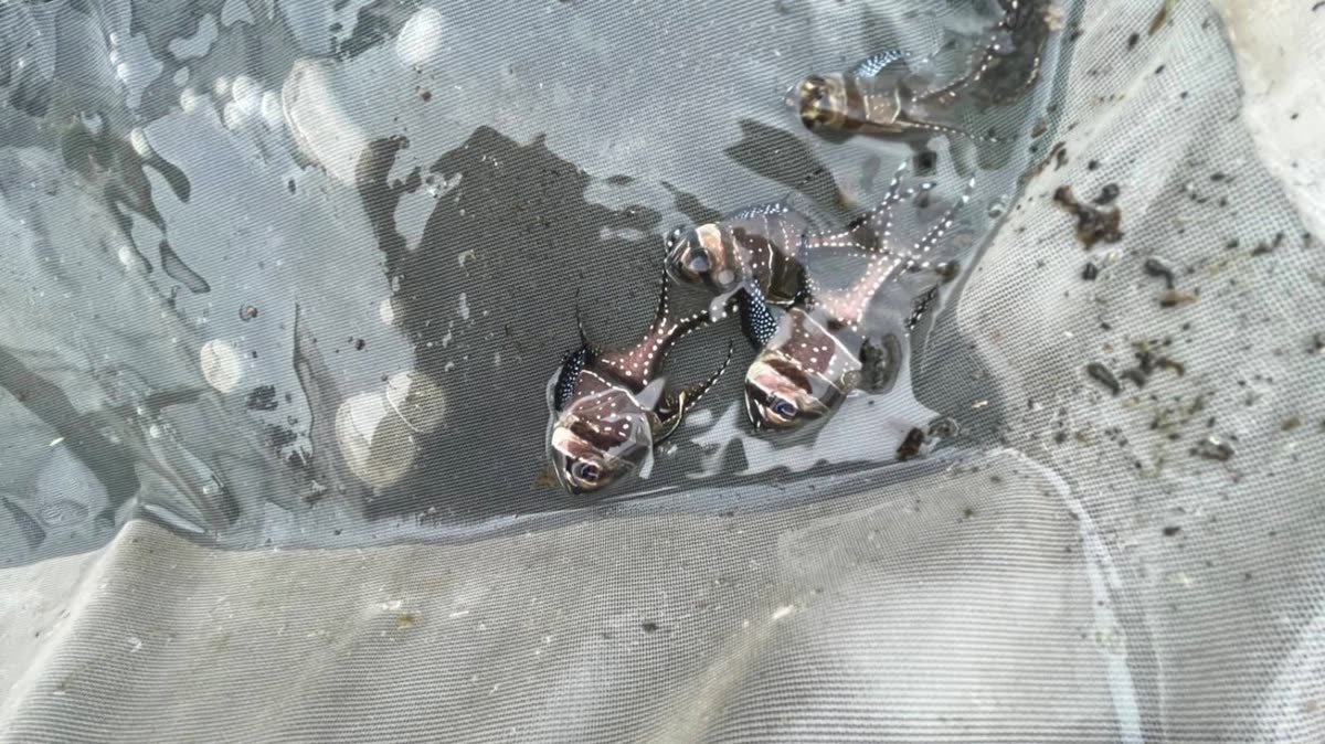 Banggai Cardinalfish