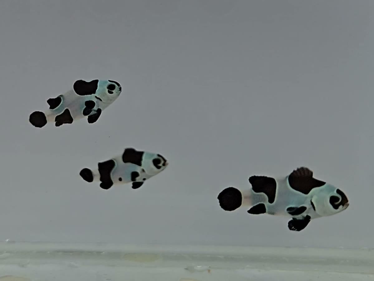 Black Picasso Storm Clownfish