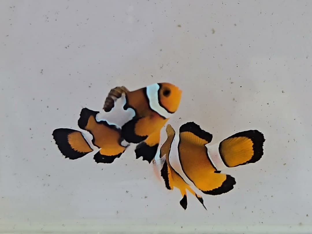 Longfin Clownfish II