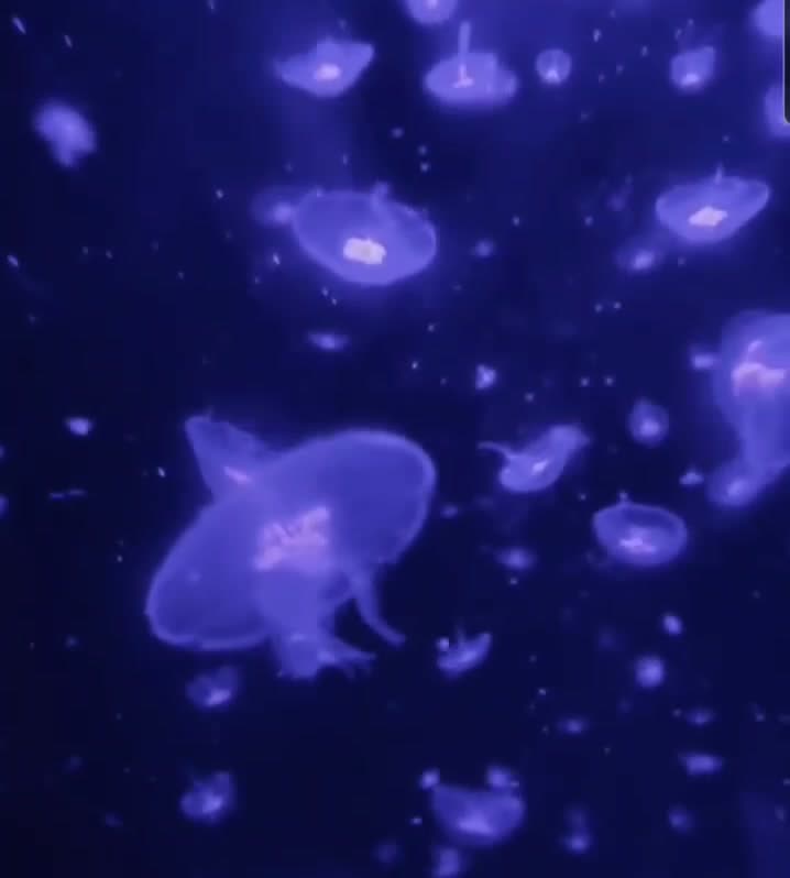 Moon Jellyfish