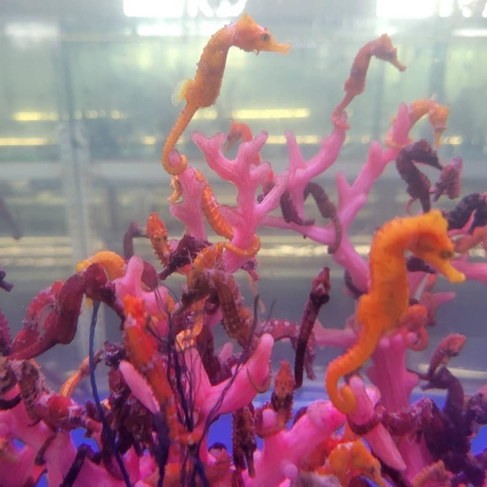 Lined Seahorse