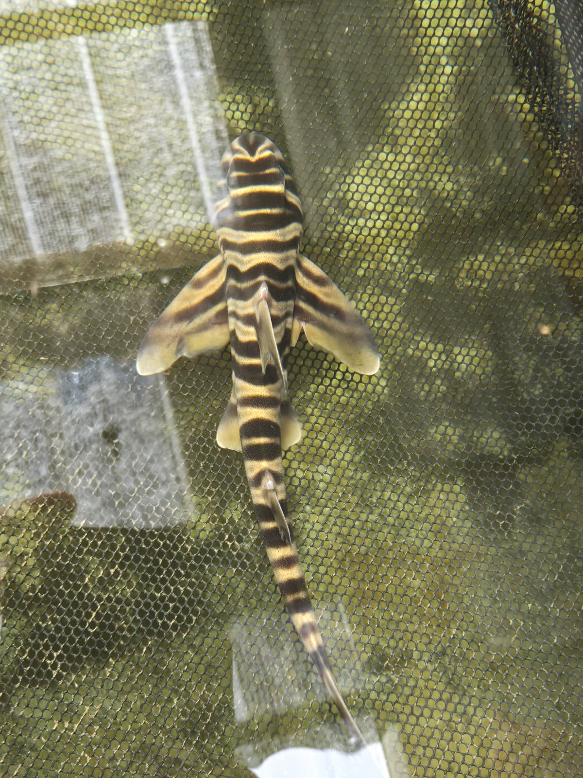 Zebra Bullhead Shark
